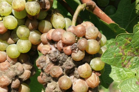 Ošetření hroznů napadených hnilobou